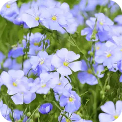 Atasi — Ayurvedic herb