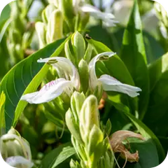 Adusa — Ayurvedic herb
