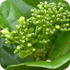 Agnimantha — Ayurvedic herb