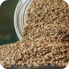 Ajmod — Ayurvedic herb