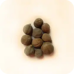 Akshya — Ayurvedic herb
