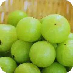 Amalaki — Ayurvedic herb