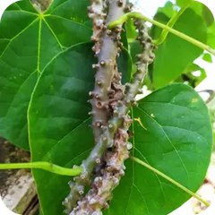 Amrutha — Ayurvedic herb