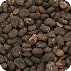 Babuchi — Ayurvedic herb