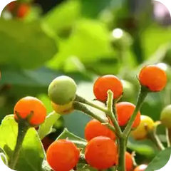 Brihati — Ayurvedic herb
