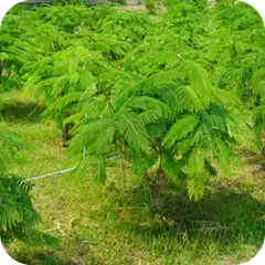 Khadira — Ayurvedic herb