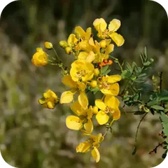 Chakshushya — Ayurvedic herb