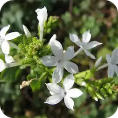 Chitraka — Ayurvedic herb