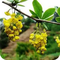 Daruharidra — Ayurvedic herb