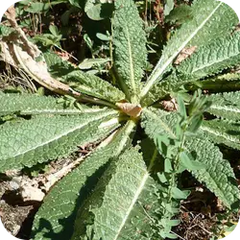 Gojihva — Ayurvedic herb