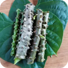 Guduchi — Ayurvedic herb