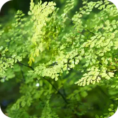 Hamsapadi — Ayurvedic herb