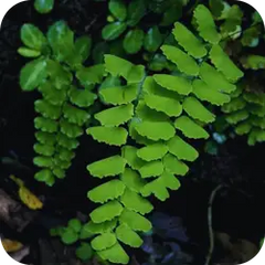 Hamsapadi — Ayurvedic herb