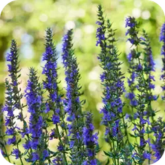 Jupha — Ayurvedic herb
