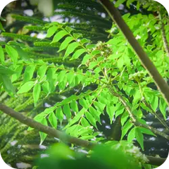 Karivepatra — Ayurvedic herb
