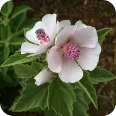 Khatami — Ayurvedic herb