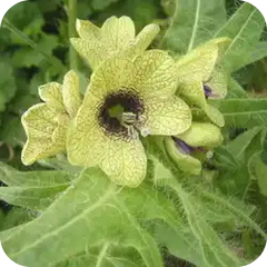Khurasani Ajwain — Ayurvedic herb