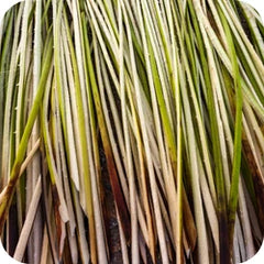 Khus — Ayurvedic herb