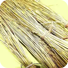 Kusa — Ayurvedic herb