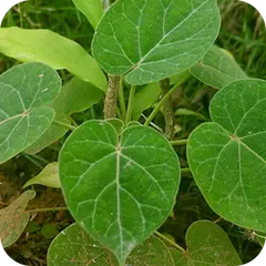 Madhusrava — Ayurvedic herb