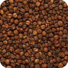 Malkangni — Ayurvedic herb