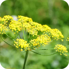 Misreya — Ayurvedic herb