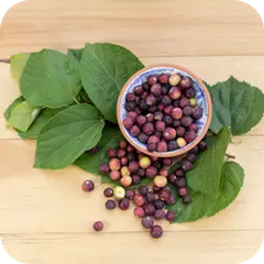 Phalgu — Ayurvedic herb