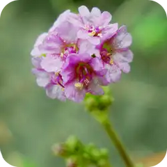 Punarnava — Ayurvedic herb