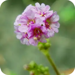 Punarnava — Ayurvedic herb
