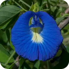 Rajavarta — Ayurvedic herb