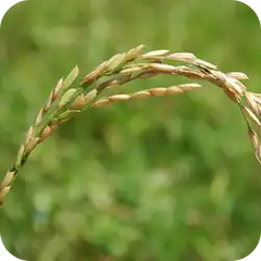 Sali (Rice extract) — Ayurvedic herb