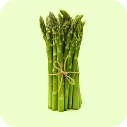 Shatavari — Ayurvedic herb
