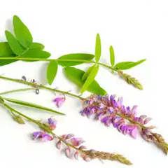 Shalaparni — Ayurvedic herb
