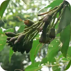 Shyonaka — Ayurvedic herb