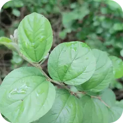 Unnava — Ayurvedic herb