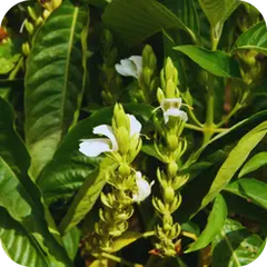 Vasa — Ayurvedic herb