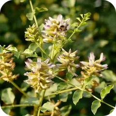 Yashtimadhu — Ayurvedic herb