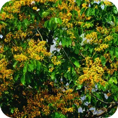 Bijasar — Ayurvedic herb