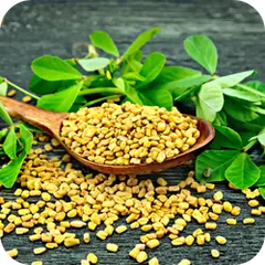 Fenugreek — Ayurvedic herb