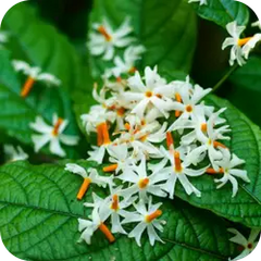 Harsingar — Ayurvedic herb