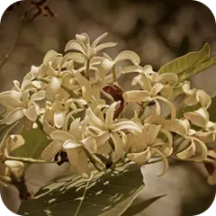 Inderjo — Ayurvedic herb