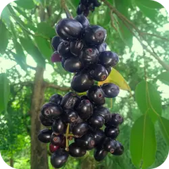 Jamun — Ayurvedic herb