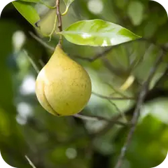Jatiphala — Ayurvedic herb