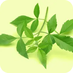 Nirgundi — Ayurvedic herb