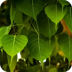 Peepal — Ayurvedic herb