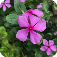 Sadabhar — Ayurvedic herb