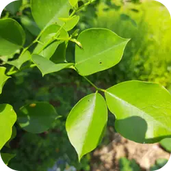 Sheesham — Ayurvedic herb
